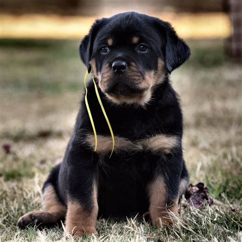 Ramsey needs an owner experienced with large breeds. . Rottweiler puppies for sale in pa